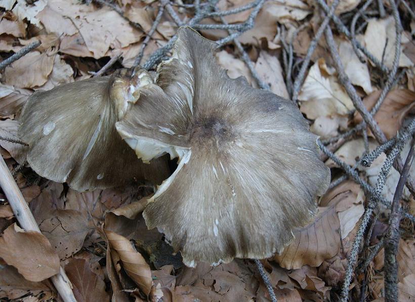 ritrovamento del 9/7